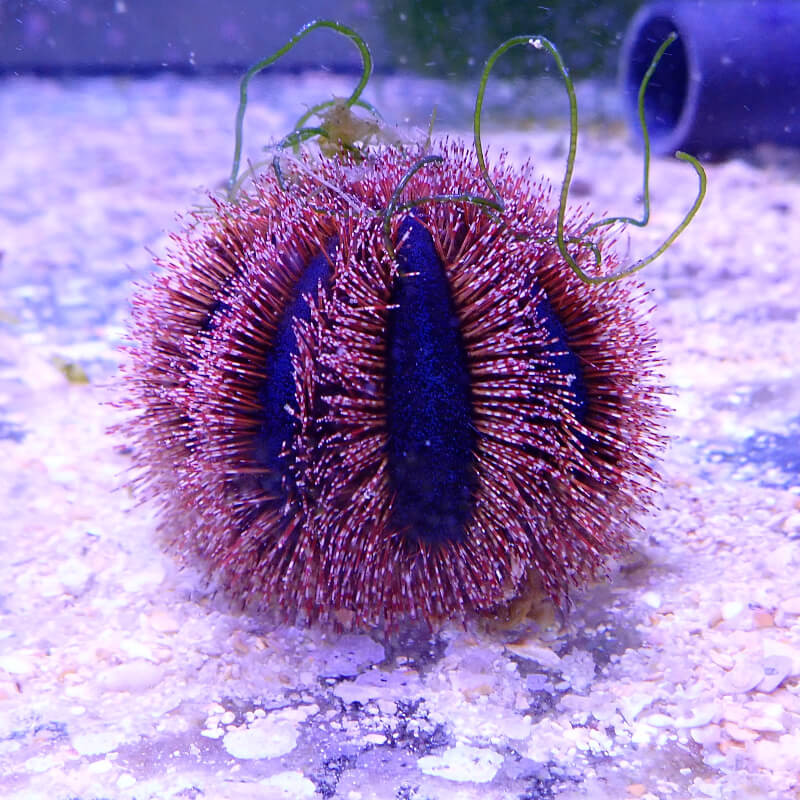 Mespilla globulus - Var. Rouge -