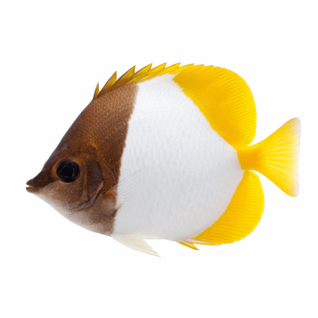 Hemitaurichtys Polylepsis - M