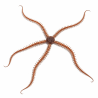 Ophiocoma nereidina
