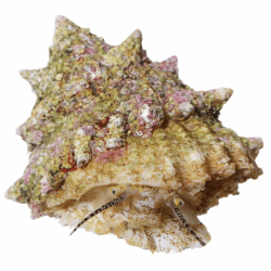 Astrea / astralium sp