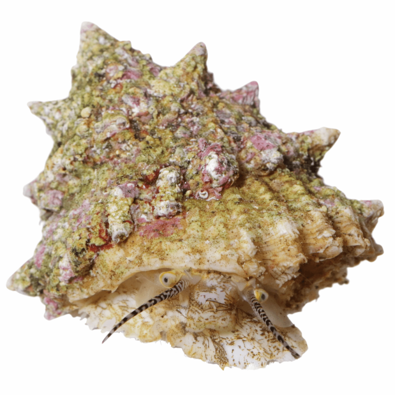 Astrea / astralium sp