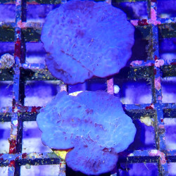 Collospongia Auris - Eponge violette - Var 1 - 5-7 cm - MAF