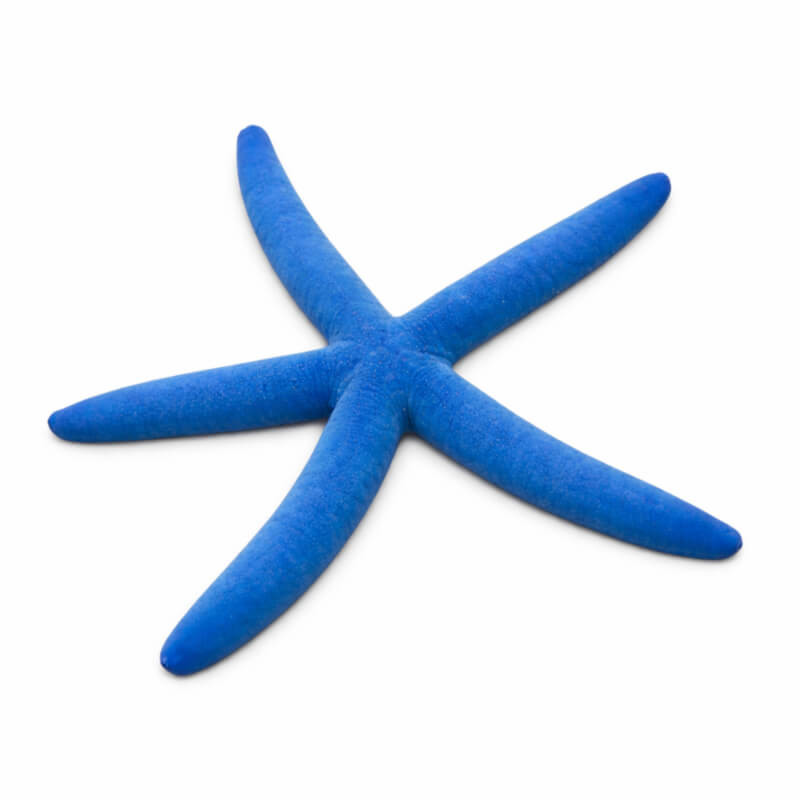 Linckia laevigata - Etoile de Mer bleue