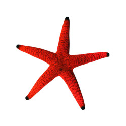 Fromia milleporella - étoile de mer rouge