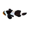 Amphiprion ocellaris Darwini - élevage France (ACDP) -