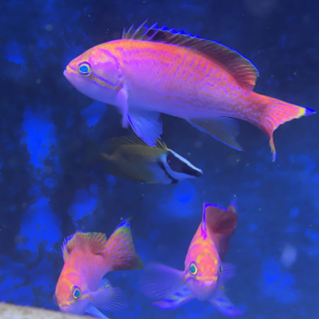 Pseudanthias bimaculatus - Maldives - Mâle -  Taille L
