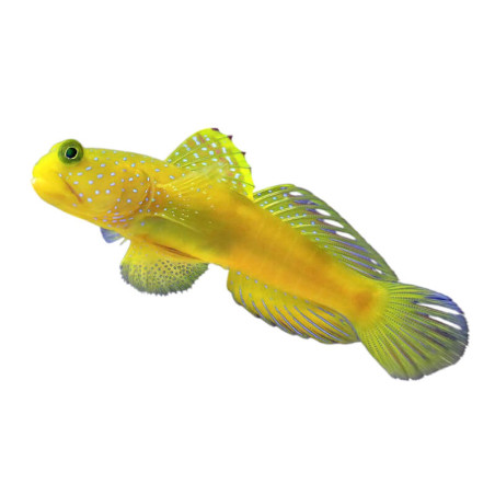 Cryptocentrus cinctus - elevage