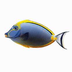 Naso lituratus -