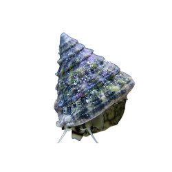 Tectus Virgatus