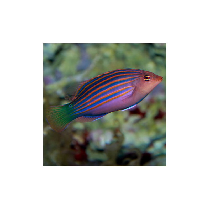 Pseudocheilinus hexataenia - 3-6 cm