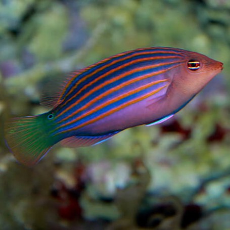 Pseudocheilinus hexataenia - 3-6 cm