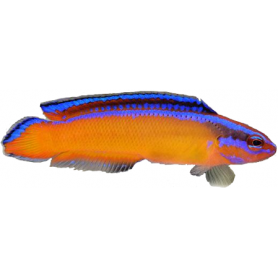 Pseudochromis aldabraensis - 3.5-5cm - élevage France (ACDP)