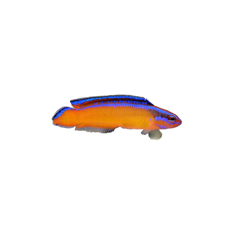 Pseudochromis aldabraensis - 3.5-5cm - élevage France (ACDP)