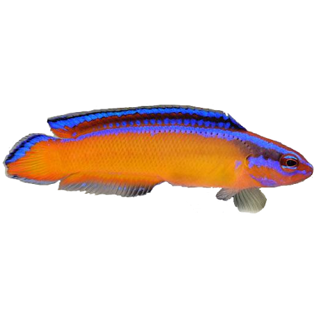 Pseudochromis aldabraensis - 3.5-5cm - élevage France (ACDP)