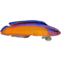 Pseudochromis aldabraensis - 3.5-5cm - élevage France (ACDP)