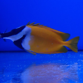 Siganus vulpinus - M