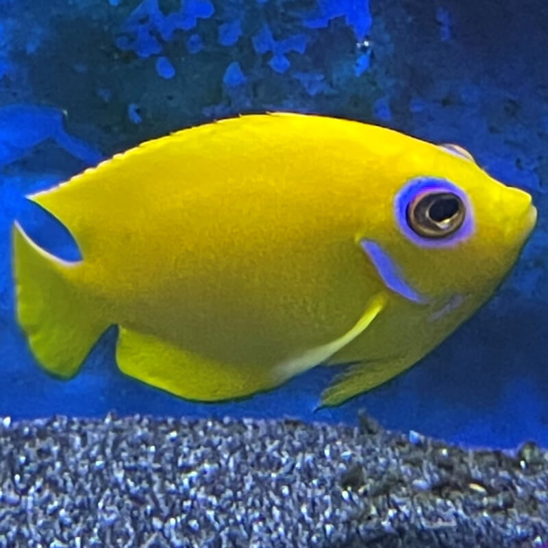 Centropyge Flavissima