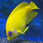Centropyge Flavissima