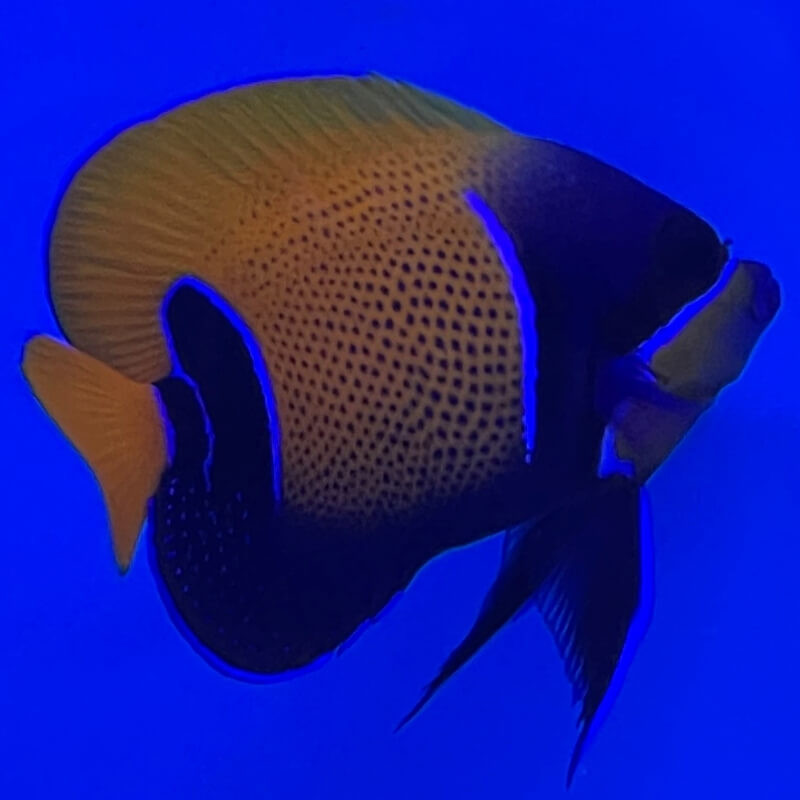 Pomacanthus navarchus - élevage - XS