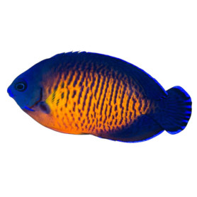 Centropyge Bispinosa - 6-8 cm