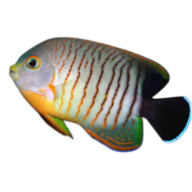 Centropyge eibli - 6-8 cm