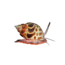 Nasarius babylonia (babylonia lutosa)
