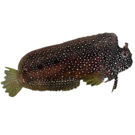 Salarias Rasmosa