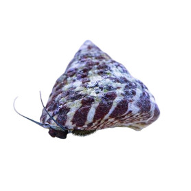 Trochus Histrio