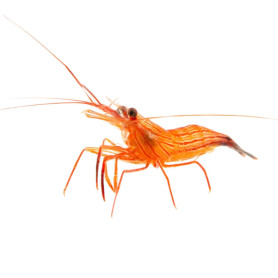 Lysmata wurdemani - L