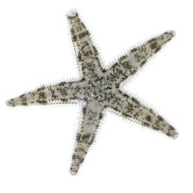 Archaster typicus - S