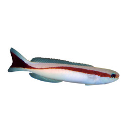 Hoplolatilus marcosi