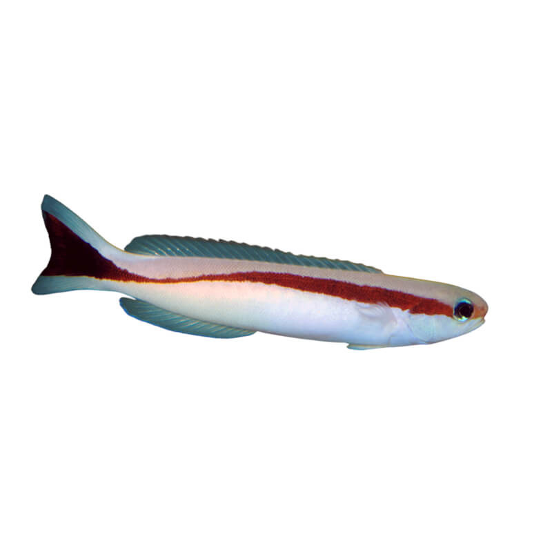 Hoplolatilus marcosi
