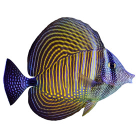 Zebrasoma Desjardini - 10-12cm