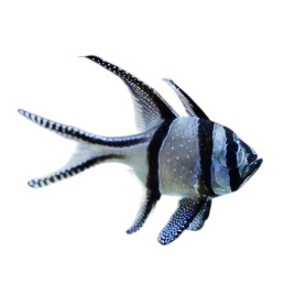 Pterapogon kauderni - 2-4 cm