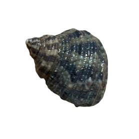 Turbo brunneus