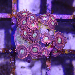 SIMILAR - Zoanthus 'pink sakura' - Elevage MA - 4-6 polypes