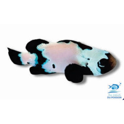 Amphiprion ocellaris Full Black Snowflake PREMIUM - élevage France (ACDP) - 3/4cm