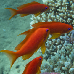 Pseudanthias squamipinnis - océan indien - Femelle -