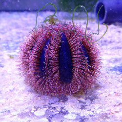 Mespilla globulus - Var. Rouge -